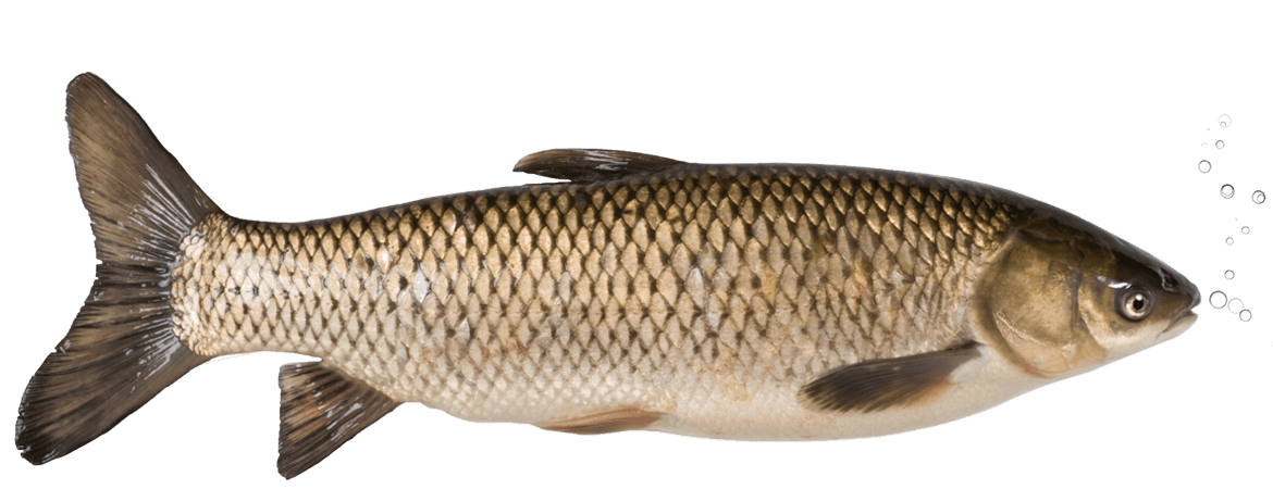 Grass Carp Photo
