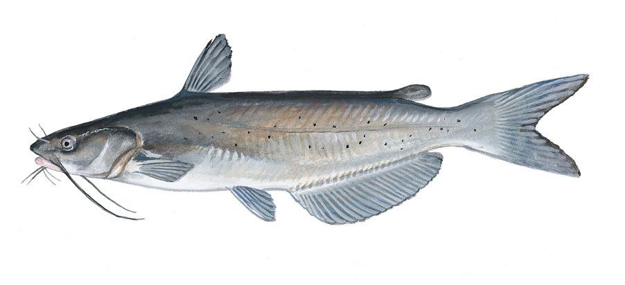 Channel Catfish Photo