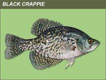 fish stocking