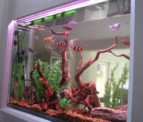 Fish tank cleaner