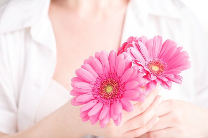 Gerbere fucsia