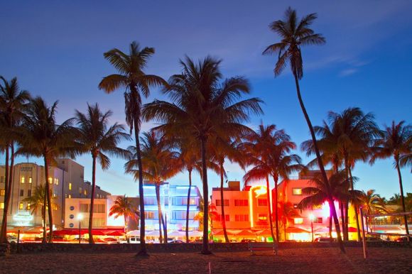Palm trees lit up at night
