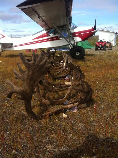 A plane is parked next to a pile of antlers