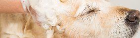 Dog Bath - Dog Groomer Dog Bath - Dog Groomer