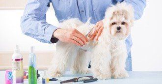 Dog Being Groomed - Dog Grooming Dog Being Groomed - Dog Grooming