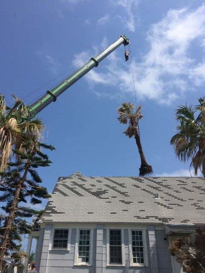 Dangerous Branches — Arborist Cutting a Tree in Corpus Christi, TX Dangerous Branches — Arborist Cutting a Tree in Corpus Christi, TX