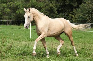 Beautiful palomino horse running on pasturage in autumn