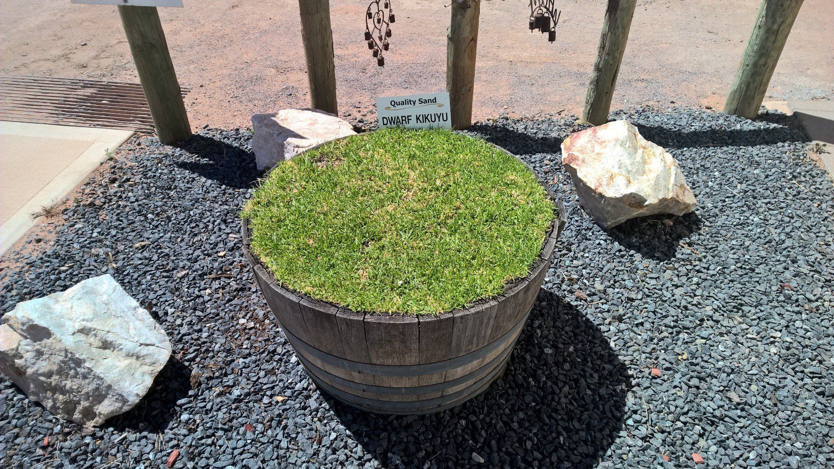 Dwarf Kikuyu Display potted grass