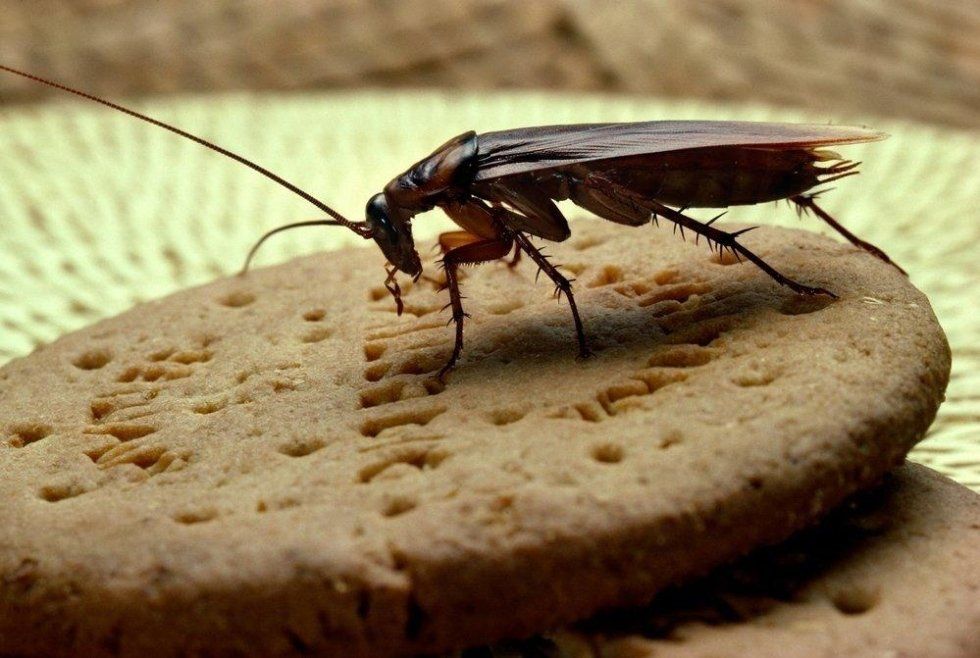 interventi di deblattizzazione