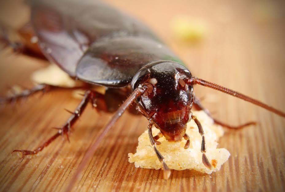 esperti nell'eliminazione delle blatte