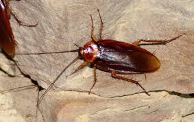 blatte comuni