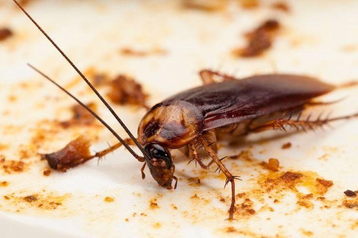 interventi di disinfestazione dalle blatte