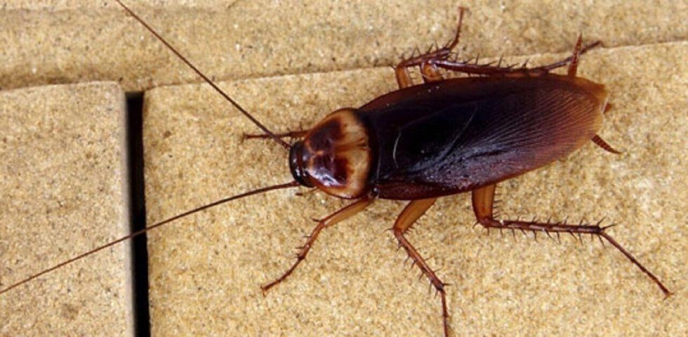 infestazione da blatte