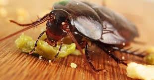 blatte attratte dal cibo