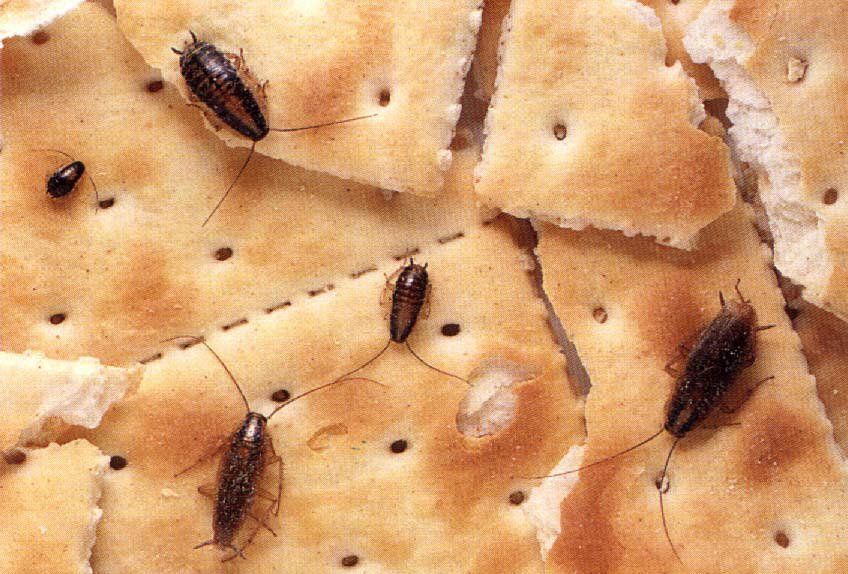 blatte su crackers