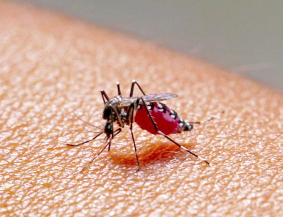 zanzare tigre pericolose per l'uomo