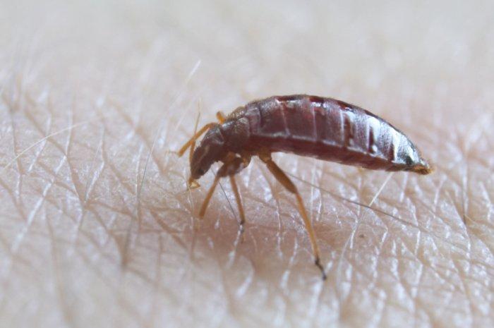 eliminazione delle cimici dei letti