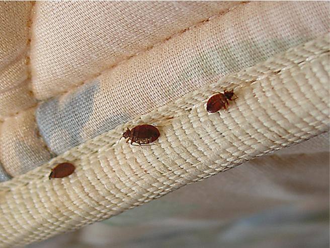 cimici presenti in un letto