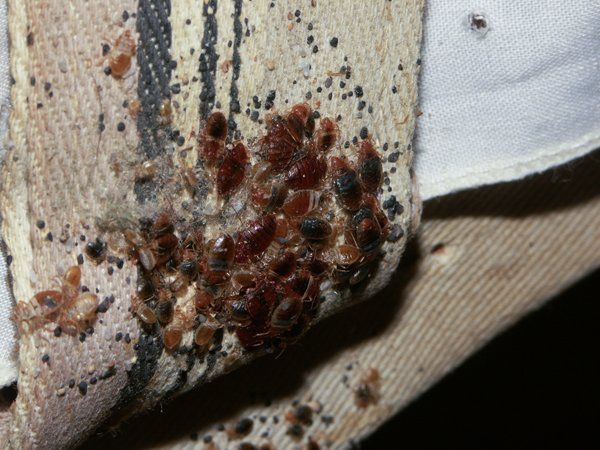 segni dovuti alla cimice dei letti