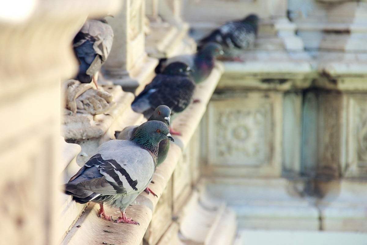 piccioni su cornicione
