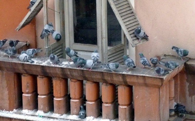 piccioni su balconi