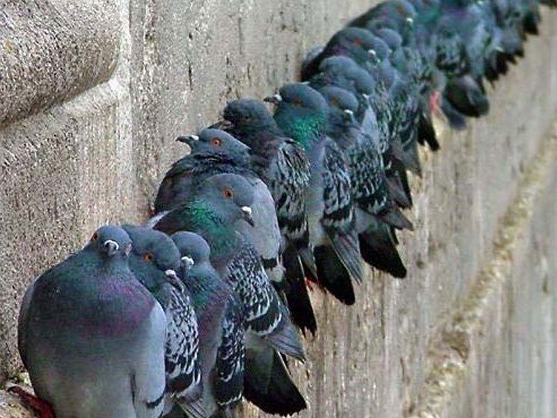 presenza di piccioni