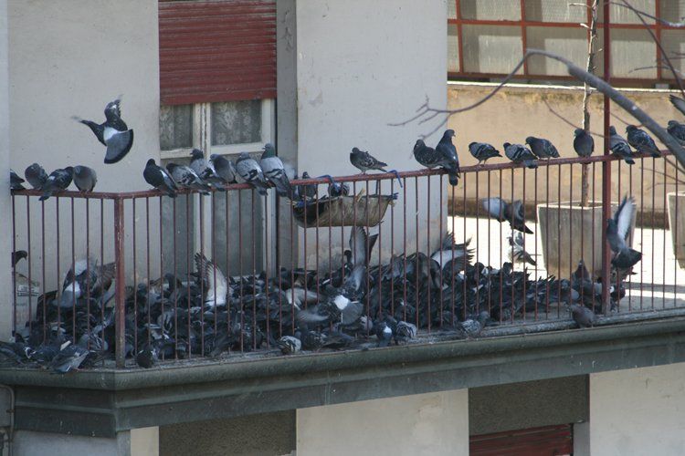 infestazione da piccioni