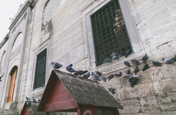 allontanamento piccioni