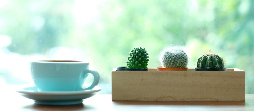 coffee and succulent