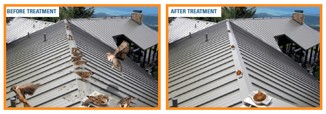 Two pictures of a roof before and after birs pest treatment