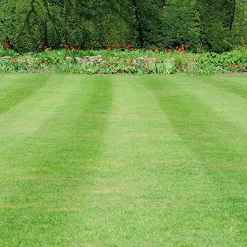 Lawn