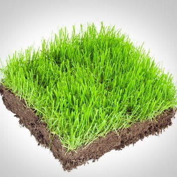 turf specialists