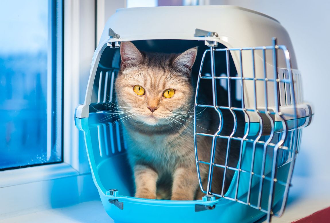 gatto in trasportino
