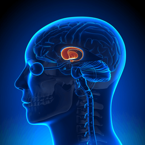 Amygdala Amygdala