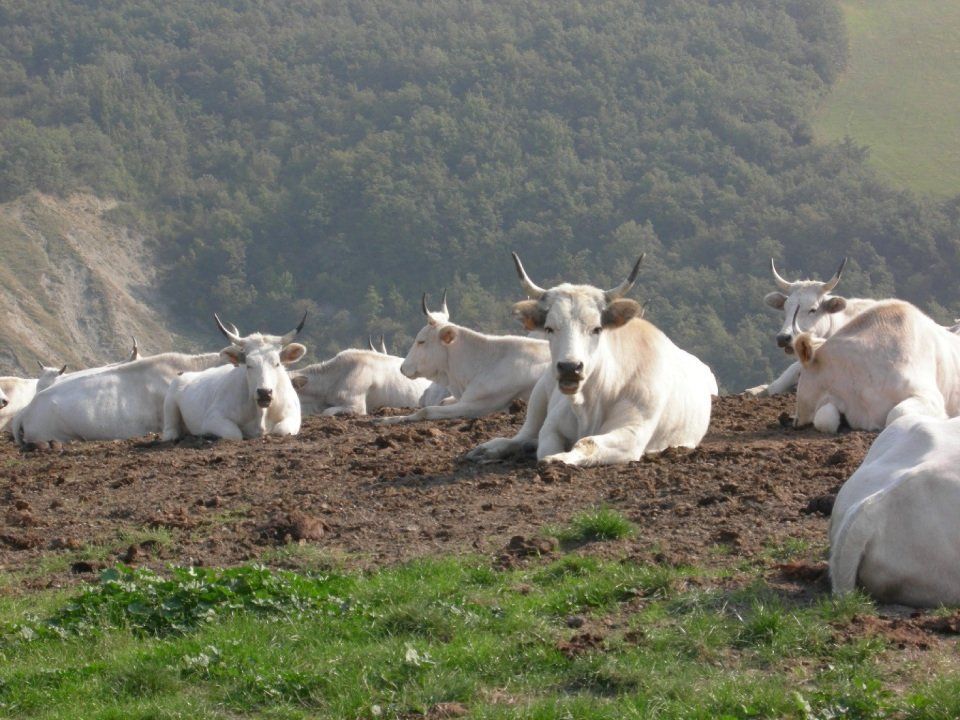 carni bovine