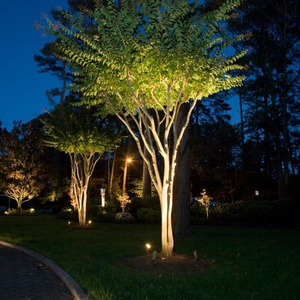 Tree Lit Up At Night By Landscape Lighting — Virginia Beach, VA — Gentle Rain Tree Lit Up At Night By Landscape Lighting — Virginia Beach, VA — Gentle Rain