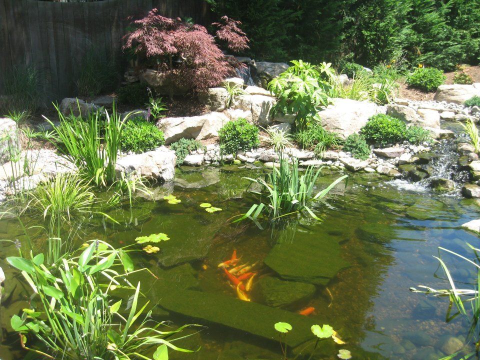 Small Pond With Clovers And Multiple Plants — Virginia Beach, VA — Gentle Rain Small Pond With Clovers And Multiple Plants — Virginia Beach, VA — Gentle Rain