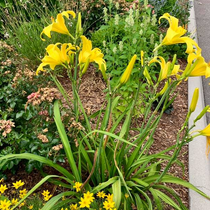 Closeup Of Multiple Lilies — Virginia Beach, VA — Gentle Rain Closeup Of Multiple Lilies — Virginia Beach, VA — Gentle Rain