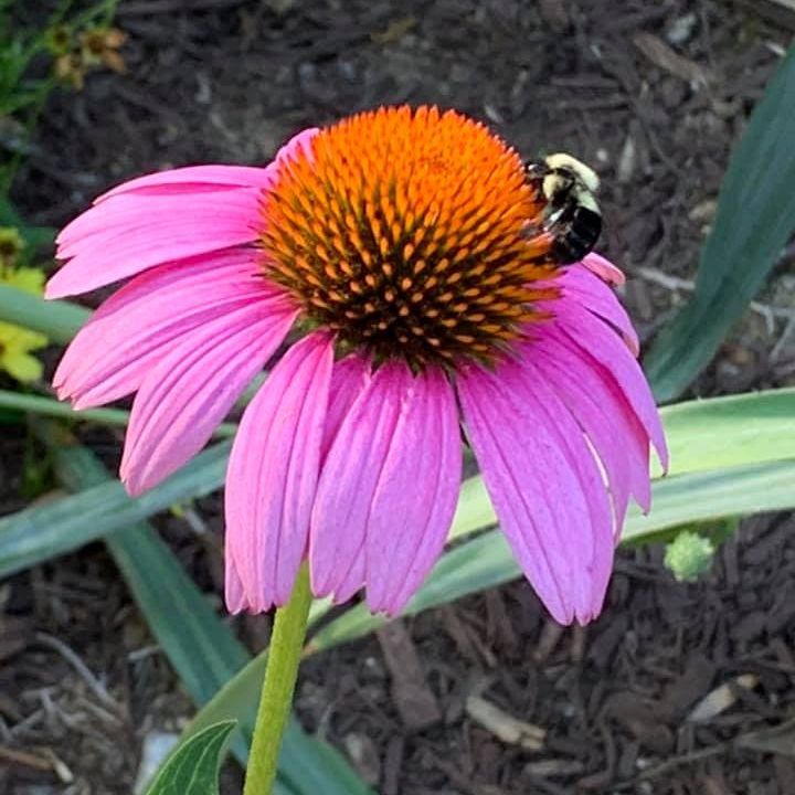 Close Up Of Echinacea — Virginia Beach, VA — Gentle Rain