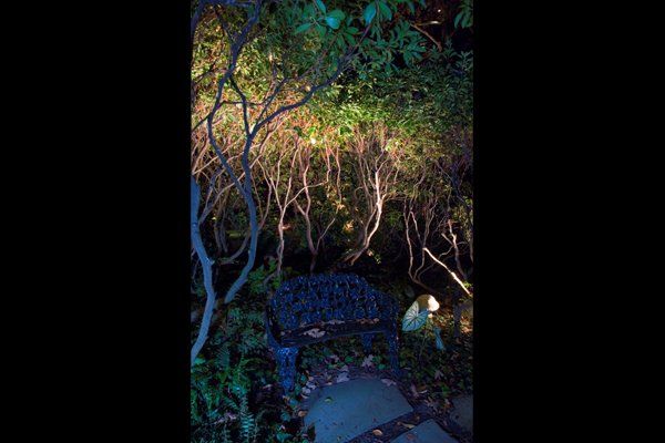 Multiple Trees Lit Up At Night — Virginia Beach, VA — Gentle Rain