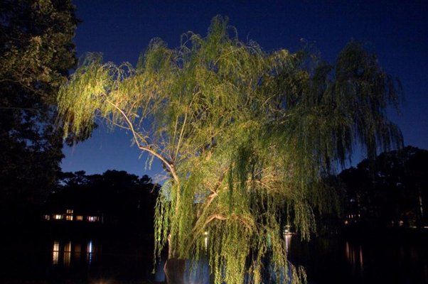 Large Tree Lit Up At Night — Virginia Beach, VA — Gentle Rain