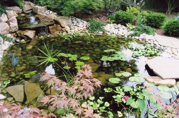 Water Pond With Clovers And Variety Of Plants — Virginia Beach, VA — Gentle Rain