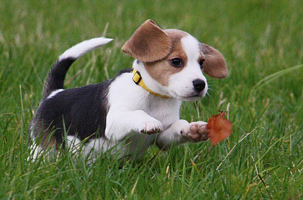 cachorro beagle en venta guadalajara