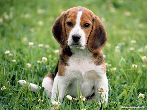 criadero beagle mexico