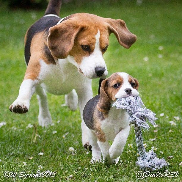 beagle en mexico