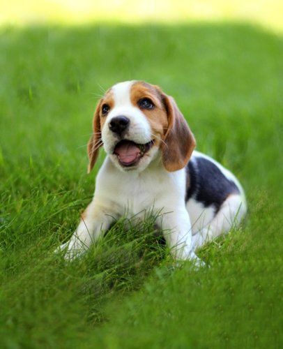 Cachorros beagle