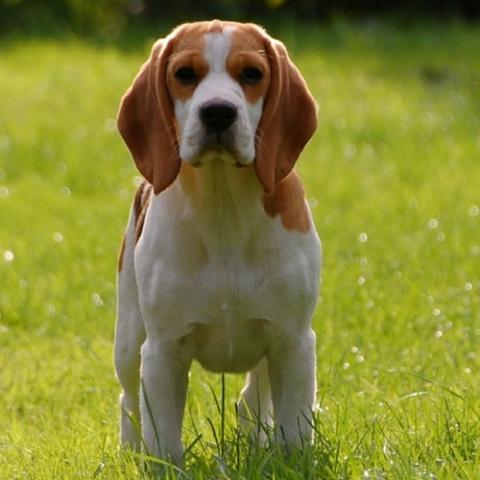 beagle en yucatan