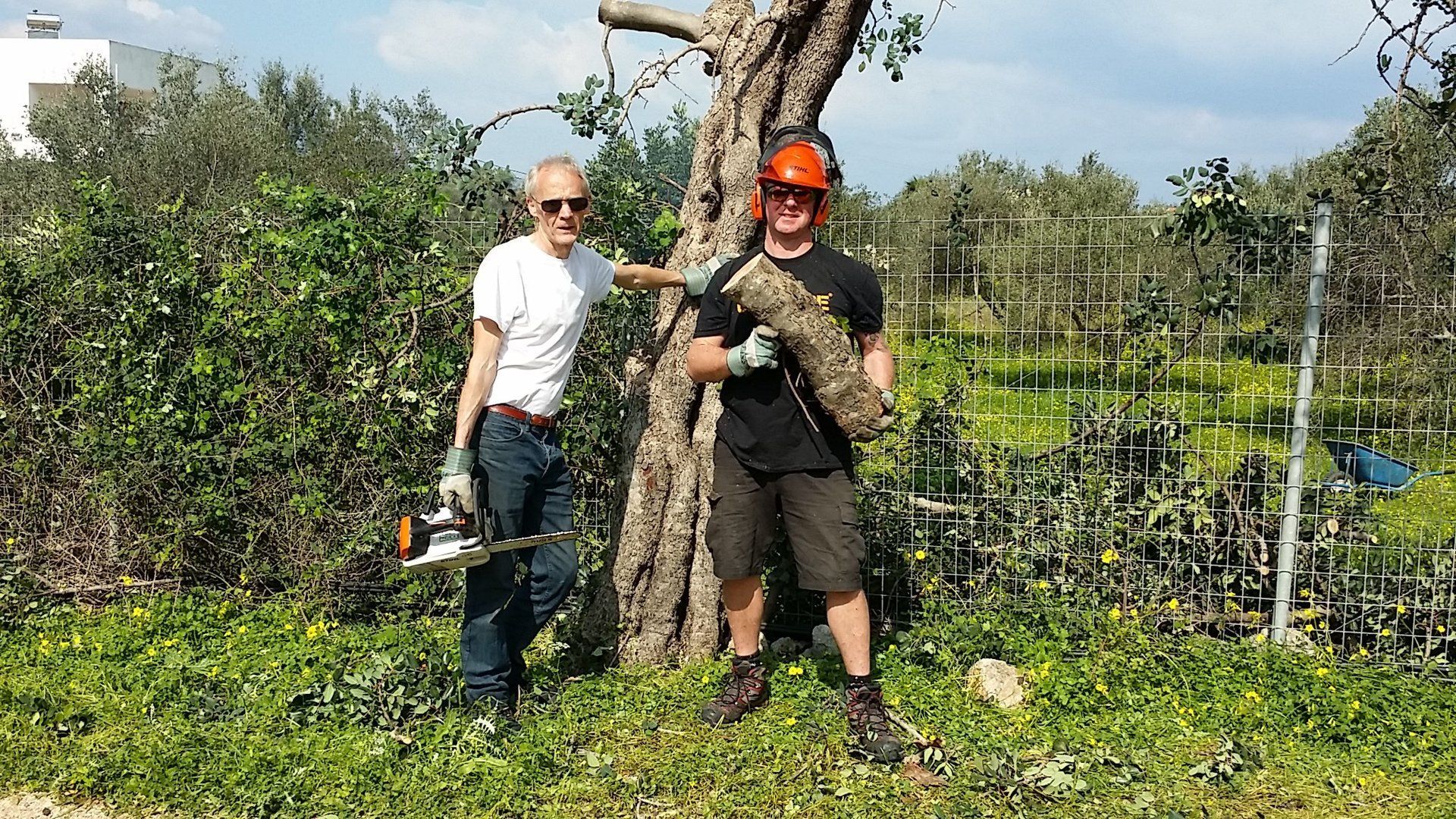 Tree cutting in Crete next to our Villa Asteria