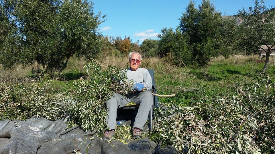 Olive picking is as hard as you make it