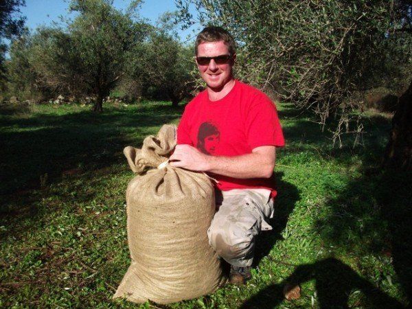 Bagging up our olives in Crete